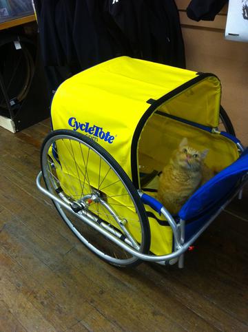 pet carrier for bike